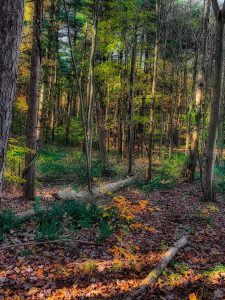 A photo of trees at Mohican State Park